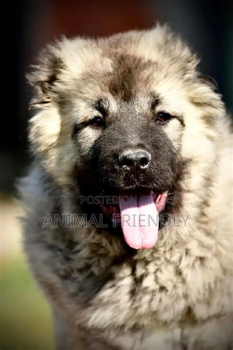 Caucasian Dogs & Puppies in Ghana for sale Prices on .